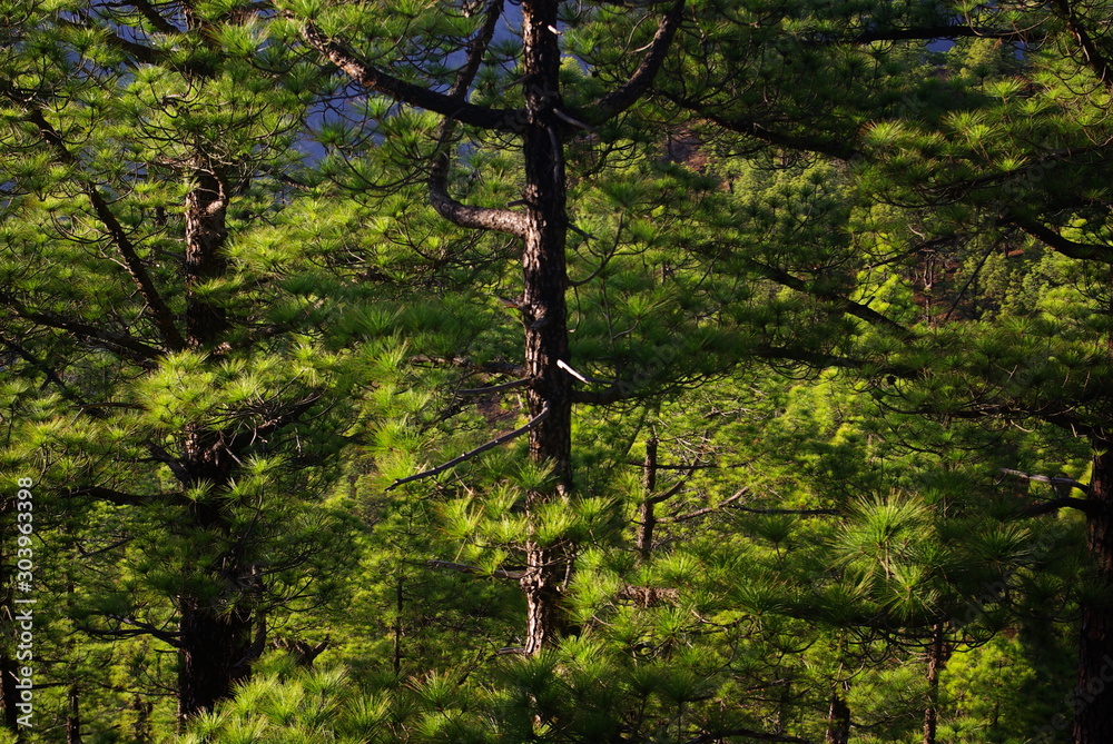 Fototapeta premium Canarian pine forest with sunset over
