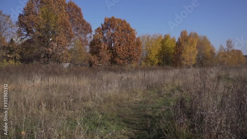 Countryside view of empty wheat field with dry yellow grass floating on wind, green grassy roadn between them some several trees in distance, on cold clear autumn day with crystal blue sky. photo