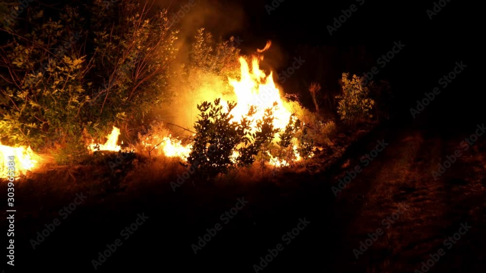 Forest fire. Fire destroys trees and forest animals. Fires in the forests of the Amazon and Siberia. Catastrophe. Green lungs of the planet. Destroyed flora and fauna. Global warming. Forest fire. Fire destroys trees and forest animals. Fires in the forests of the Amazon and Siberia. Catastrophe. Green lungs of the planet. Destroyed flora and fauna. Global warming.