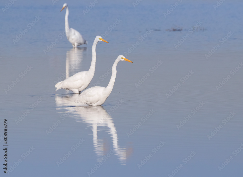 Three Great Egrets Fishing In Galveston Bay Three Great Egrets Fishing In Galveston Bay