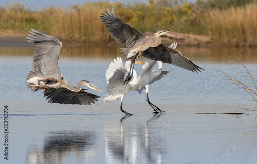 The adult great blue heron is chasing the juvenile one and scared two great egrets fishing nearby © Natalia Kuzmina