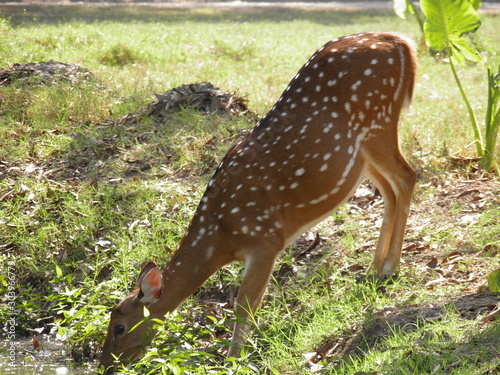 fallow deer in the forest