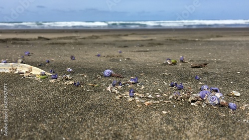 Purple snail on beach