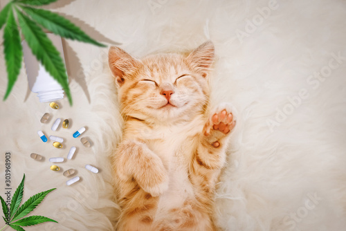 Fototapeta Naklejka Na Ścianę i Meble -  Concept of animal feed, vitamins with CBD oil and cannabis. Cute red kitten with a smile sleeps, hemp leaves in the background