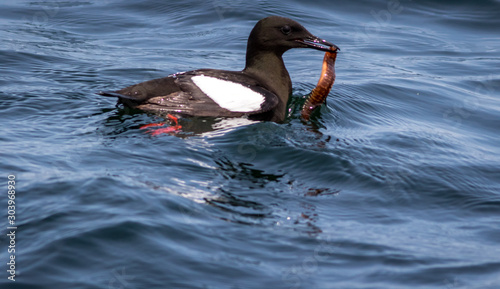 Black Guillemot, Cepphus grylle, with rock gunnel fish in water off the coast of Maine photo