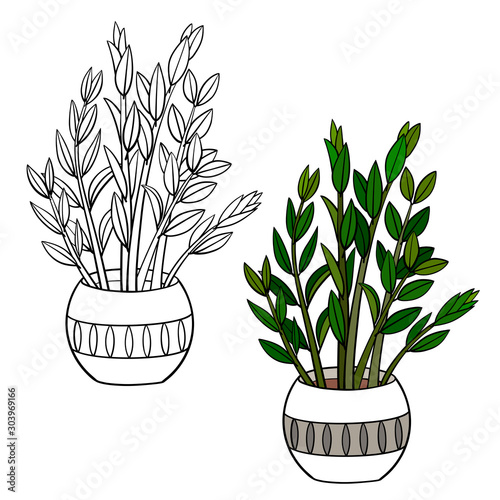 A picture of a house plant in a planter. Vector outline illustration drawings of coloured indoor plant in a flowerpot isolated on a white background. Zamioculcas Plant (ZZ plant)
