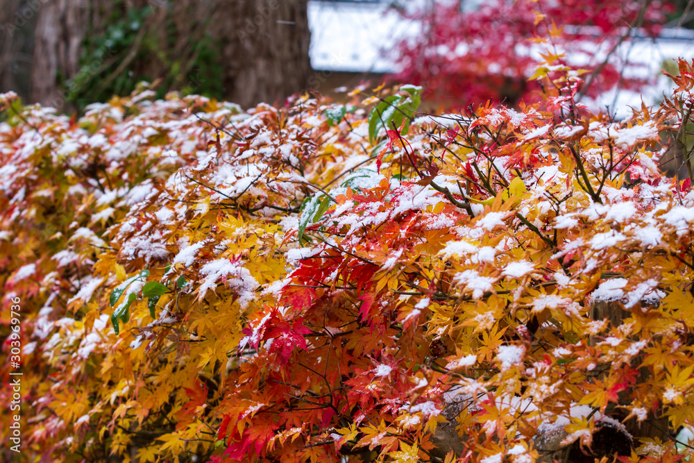 紅葉と雪　秋田県仙北市角館　武家屋敷