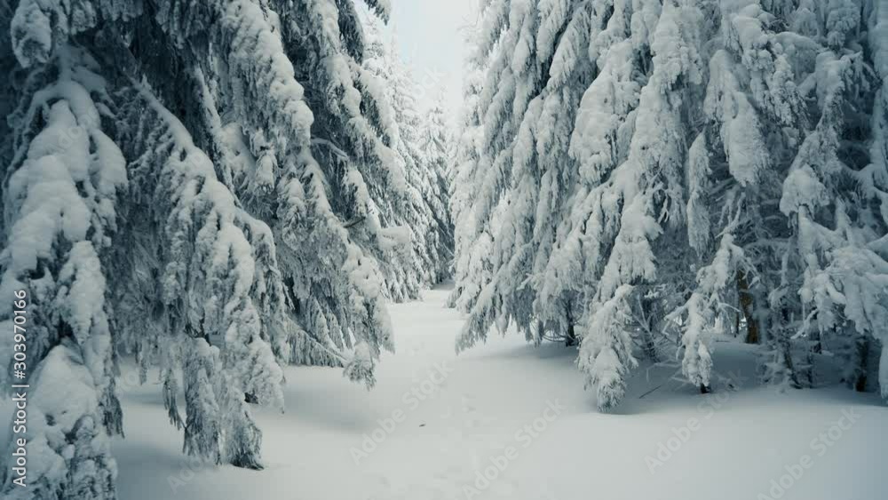 Walking in winter snowy forest with tall spruce and pine trees covered with snow. Wintry frosty forest landscape. Christmas background with fir trees. Camera moves forwards