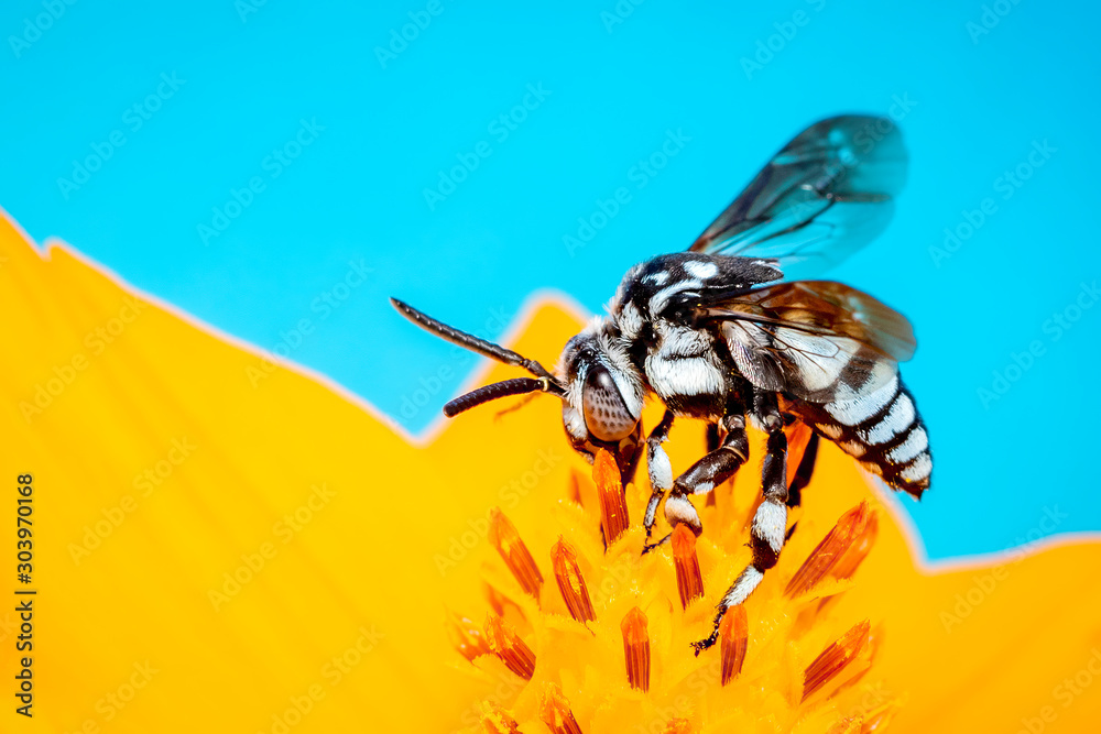 Image of neon cuckoo bee (Thyreus nitidulus) on yellow flower pollen collects nectar on blue background with space blur background for text.. Insect. Animal. - obrazy, fototapety, plakaty 