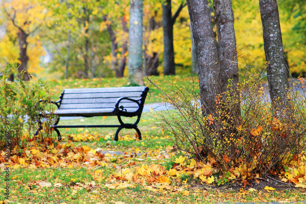 Autumn leaves on the grass and in a bush at the base of some trees, a park bench and trees in fall colors are out of focus in the background