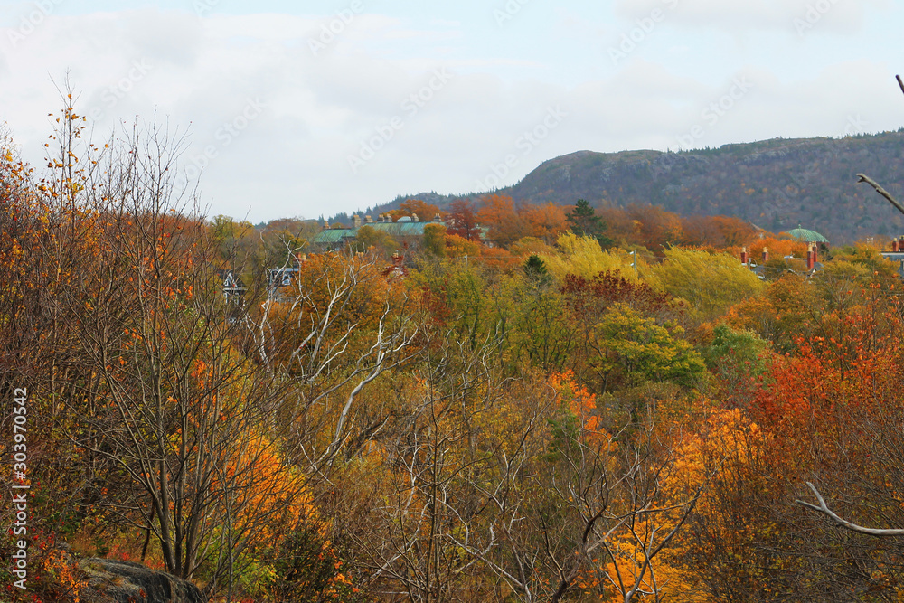 Looking out over the city of St. John's, Newfoundland, in a heavily treed area of town. All the trees are in fall colors, the roofs of some of the houses are just visible over the tree tops.