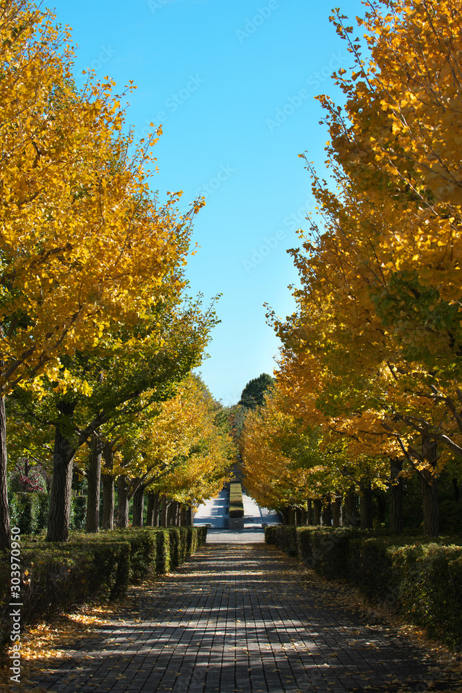 Naklejka premium Tokyo,Japan-November 20, 2019: Gingko trees along a lane in early winter