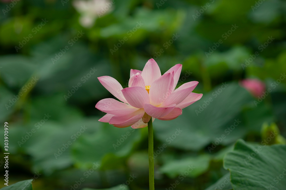 tender large bud of pink lotus blooms in green leaves in the lake