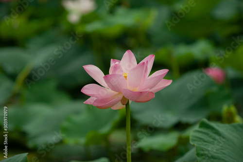 tender large bud of pink lotus blooms in green leaves in the lake