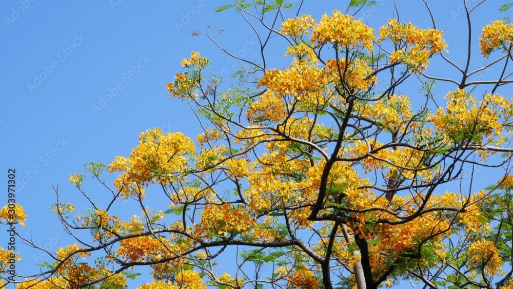 Colorful yellow flowers of Flam-boyant are blooming on the branches of tree in nature park.4K Colorful yellow flowers of Flam-boyant are blooming on the branches of tree in nature park.4K