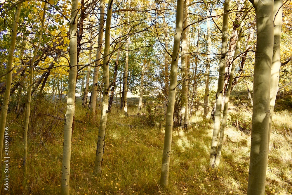 Fototapeta premium forest in autumn