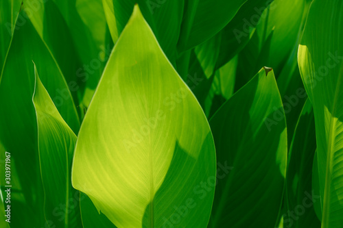 closeup nature view of green leaf  dark wallpaper concept  nature background  tropical leaf