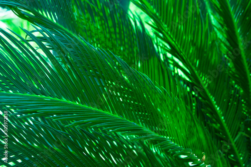 Fresh and green leaves Natural backgrounds.