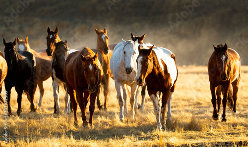 The Steaming Horse Herd