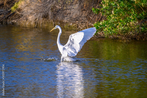 Snowy Egret Settling on Lake