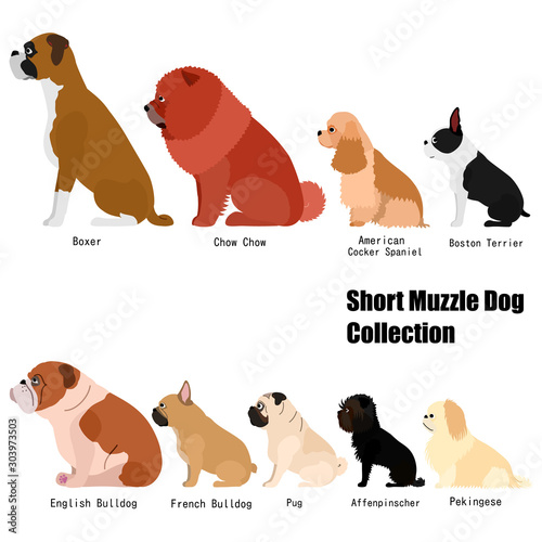 short muzzle dog collection
