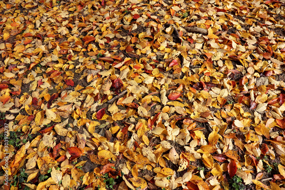 autumn leaves background autumn leaves background