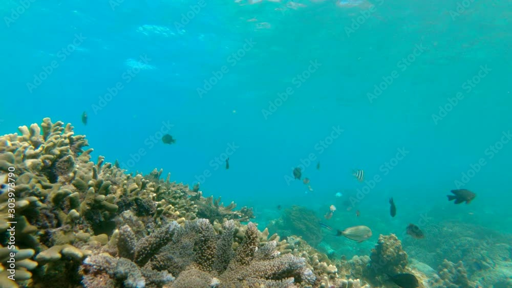 Underwater life. Lots of tropical fishes at a coral reef. Slowmotion shot Underwater life. Lots of tropical fishes at a coral reef. Slowmotion shot