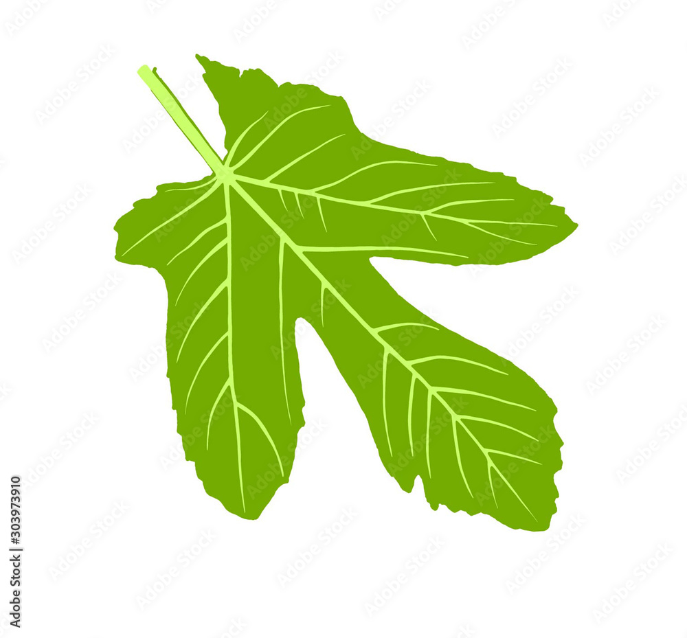 big green leaf of a Fig tree big green leaf of a Fig tree