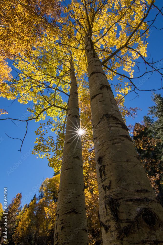 Fototapeta premium A bright sunburst between two aspen trees in fall.