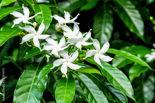 Photo Close up of white Sampaguita Jasmine or Arabian Jasmine flower blossom in flower garden (Jasminum sambac (L