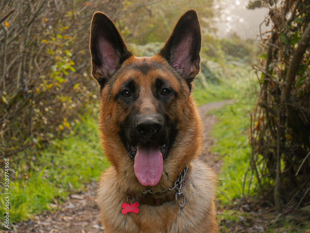 Happy GSD Happy GSD