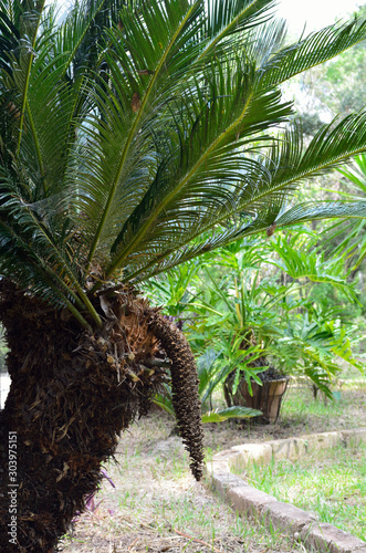 suggestive limp cone on male sago palm