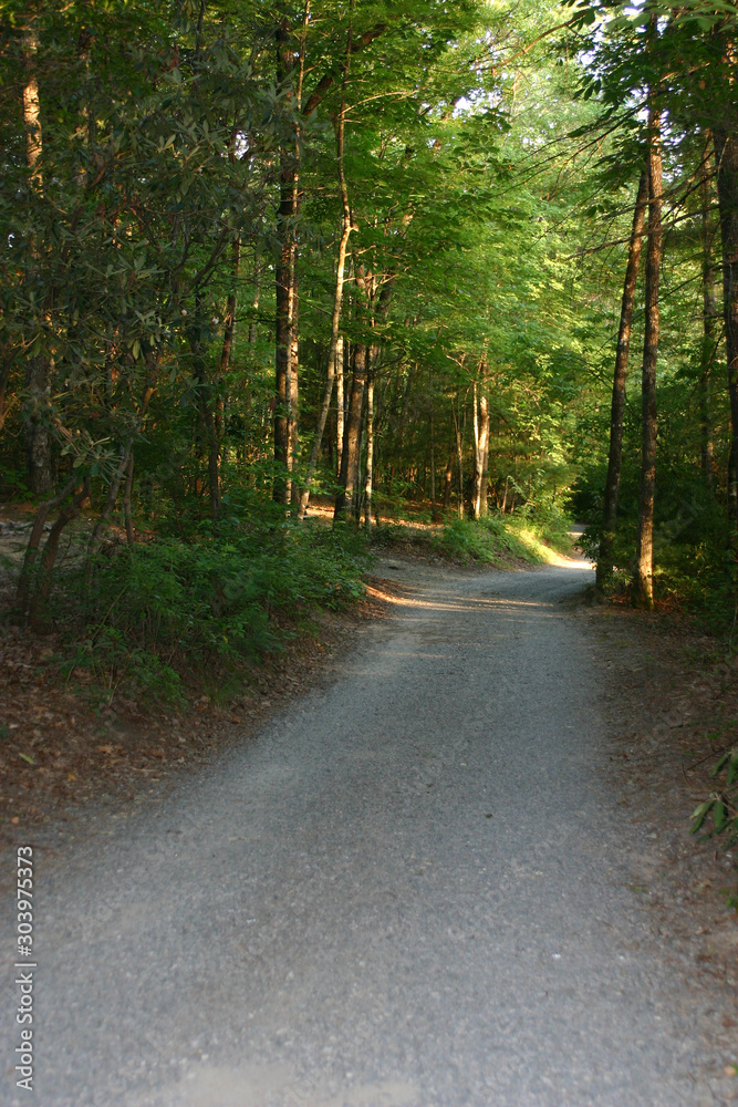 Dark Forest Path Leads Into the Light Dark Forest Path Leads Into the Light