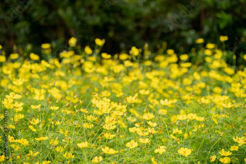 コスモス畑に咲く黄色いコスモス