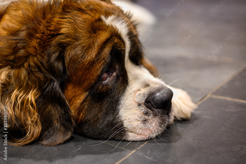 Close up of saint Bernard dog on slate tile floor
