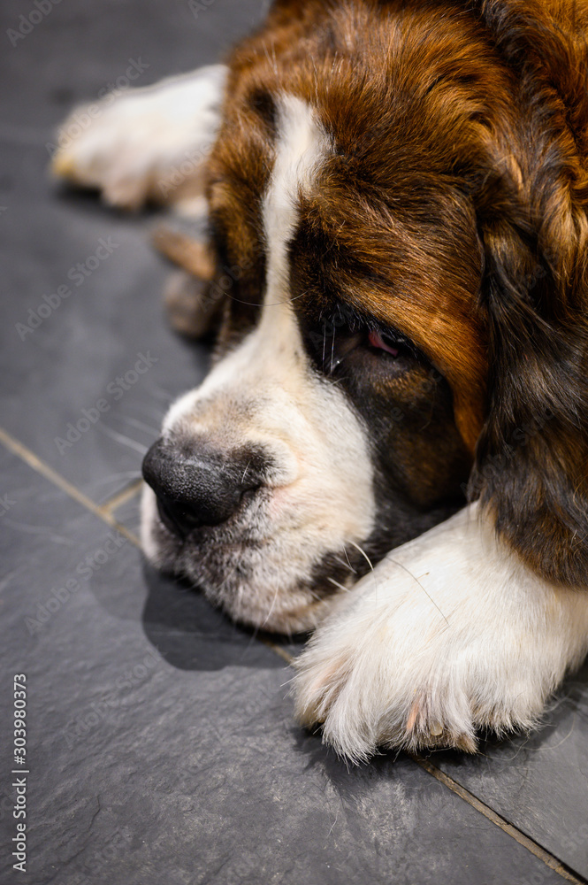 Close up of saint Bernard dog on slate tile floor