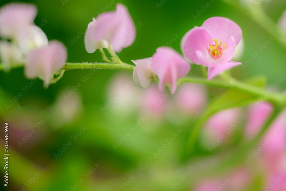 Pwgchmpo flowers on a beautiful natural green background. Pwgchmpo flowers on a beautiful natural green background.