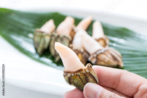 Fototapeta Naklejka Na Ścianę i Meble -  日本産のカメノテ、海鮮食材、貝