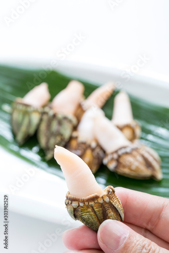 日本産のカメノテ、海鮮食材、貝