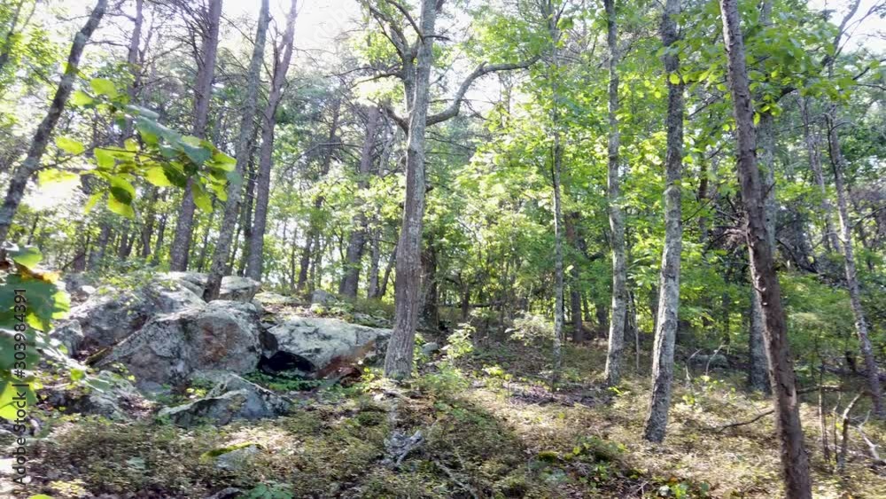 Rock outcrop in densely wooded area, with beautiful natural light, 4k panning.