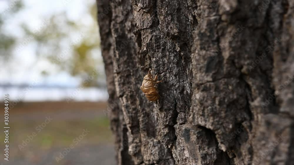 Flood plain cicada skeleton clinging to a tree, Side view backing up Flood plain cicada skeleton clinging to a tree, Side view backing up
