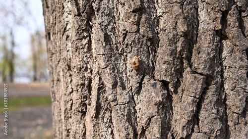 Flood plain cicada shell, the camera moves back photo