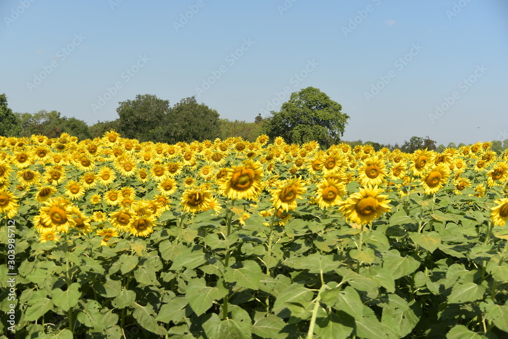 sunflower field season blossom growth flora plant agriculture landscape background.