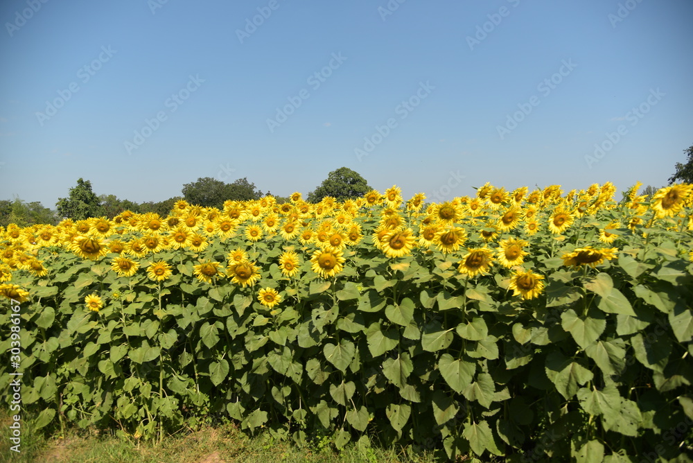 sunflower field season blossom growth flora plant agriculture landscape background. sunflower field season blossom growth flora plant agriculture landscape background.