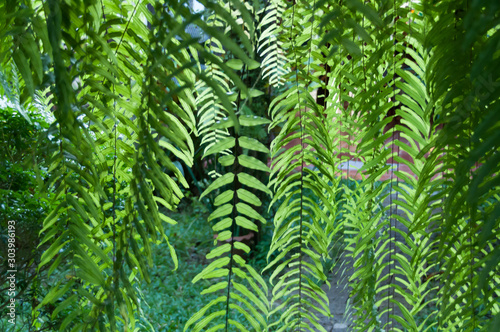 green fern leaves