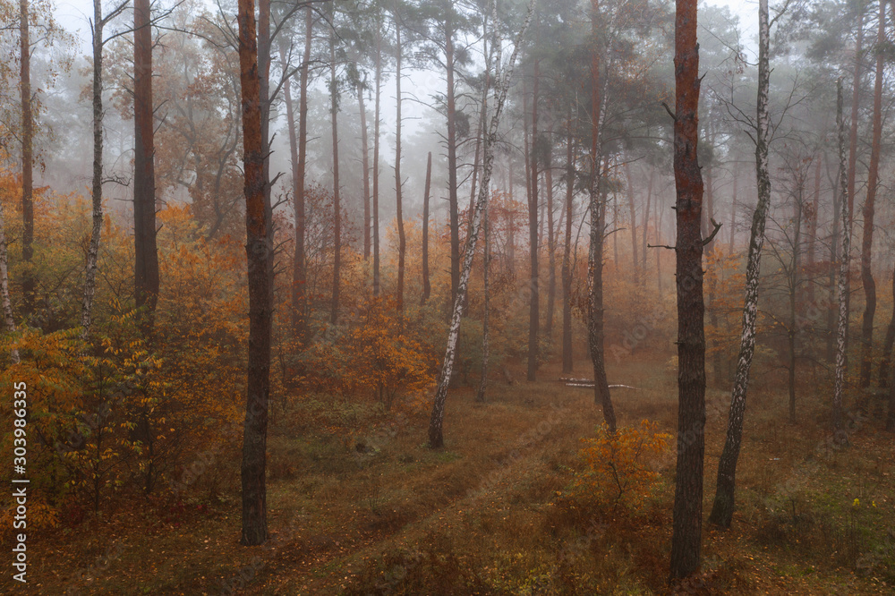Beautiful foggy mixed autumn forest early in the morning
