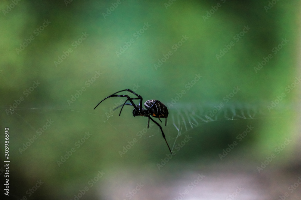 Macro closeup view of spider resting on spiderweb with dark green bokeh background Macro closeup view of spider resting on spiderweb with dark green bokeh background