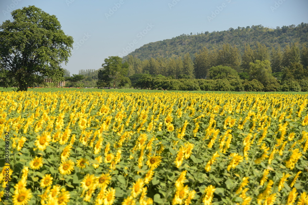 sunflower field season blossom growth flora plant agriculture landscape background.