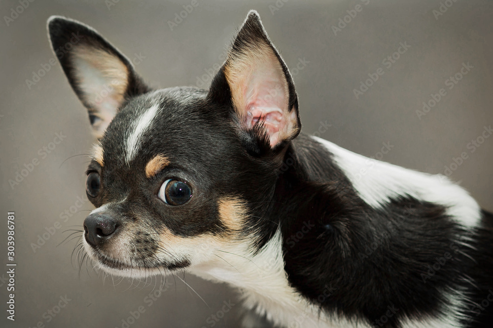 little chihuahua dog on a gray background looks curiously