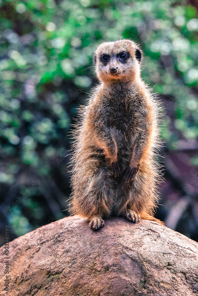 Fototapeta premium Adorable Australian meercat standing guard watching and being vigilant